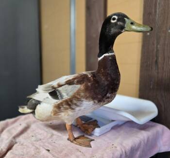 Rescue Duck Ducks for Adoption in Salinas, California - Tweedle Dum | PetCurious