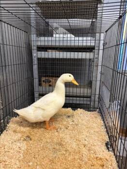 Rescue Duck Ducks for Adoption in Sacramento, California - A903873 | PetCurious