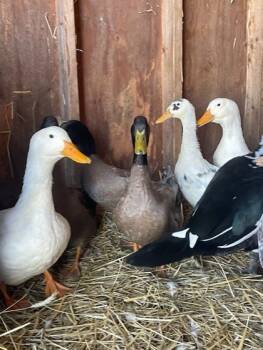 Rescue Duck Ducks for Adoption in Quakertown, Pennsylvania - Charlie | PetCurious