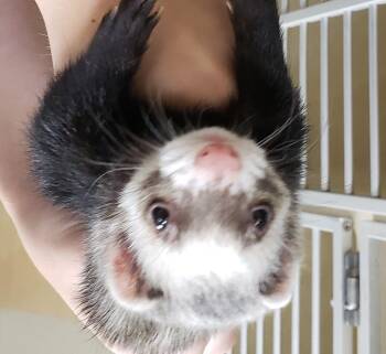 Rescue Ferret Ferrets for Adoption in Madison, Wisconsin - Bailey | PetCurious