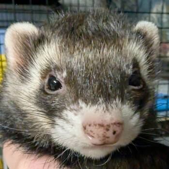 Rescue Ferret Ferrets for Adoption in Carlton, Oregon - Fester & Jester | PetCurious