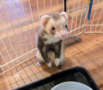 Rescue Ferret Ferrets for Adoption in Brandy Station, Virginia - Loki And Bobo And Gizmo | PetCurious