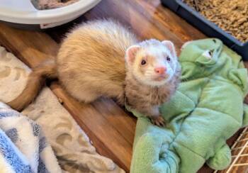 Rescue Ferret Ferrets for Adoption in Brandy Station, Virginia - Bailey | PetCurious