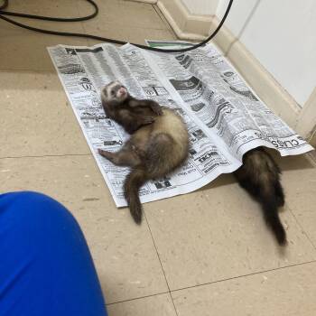 Rescue Ferret Ferrets for Adoption in Waynesboro, Tennessee - Riley & Nova | PetCurious