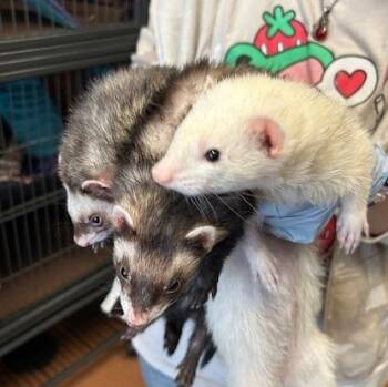 Rescue Ferret Ferrets for Adoption in Madison, Wisconsin - Scotch | PetCurious
