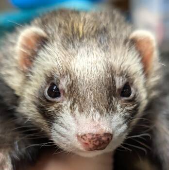 Rescue Ferret Ferrets for Adoption in Carlton, Oregon - Heidi | PetCurious