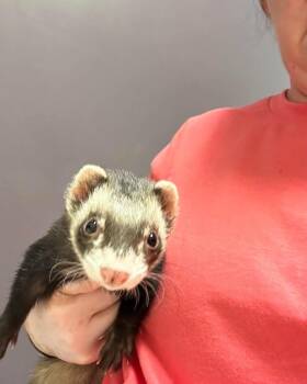 Rescue Ferret Ferrets for Adoption in Seneca, South Carolina - Pippin, Nikki, Greg $500 | PetCurious
