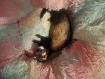 Rescue Ferret Ferrets for Adoption in Greenacres, Florida - Chase | PetCurious