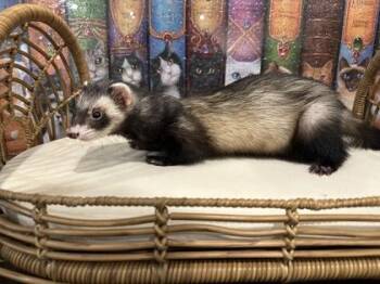 Rescue Ferret Ferrets for Adoption in Annapolis, Maryland - Ferret Fawcet | PetCurious