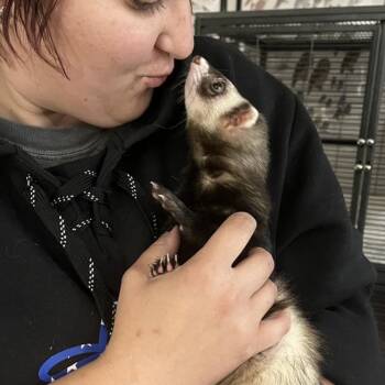 Rescue Ferret Ferrets for Adoption in Norwalk, Connecticut - Trooper | PetCurious