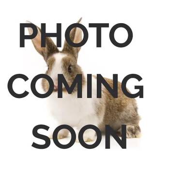 Rescue Ferret Ferrets for Adoption in Saint Paul, Minnesota - Goose | PetCurious