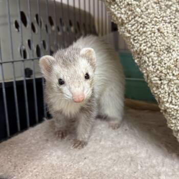 Rescue Ferret Ferrets for Adoption in West Milford, New Jersey - Bean & Bandit | PetCurious