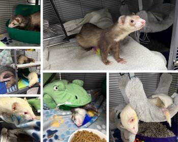 Rescue Ferret Ferrets for Adoption in Patchogue, New York - Alfredo, Luna & Tuna (bonded Trio) | PetCurious