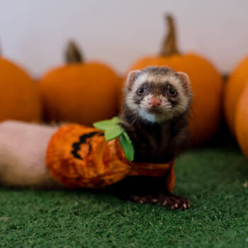 Rescue Ferret Ferrets for Adoption in Warwick, Rhode Island - Alicepecia | PetCurious
