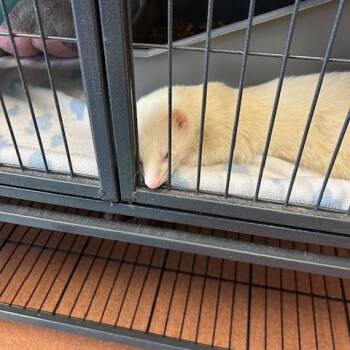 Rescue Ferret Ferrets for Adoption in Madison, Wisconsin - Akamaru | PetCurious