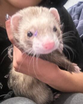 Rescue Ferret Ferrets for Adoption in Atlantic Highlands, New Jersey - Peaches | PetCurious