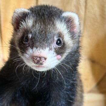 Rescue Ferret Ferrets for Adoption - Ferret Bueller | PetCurious