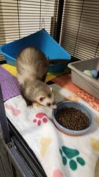 Rescue Ferret Ferrets for Adoption in Annapolis, Maryland - Poncho (with Raincoat) | PetCurious
