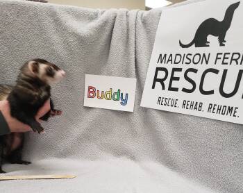 Rescue Ferret Ferrets for Adoption in Madison, Wisconsin - Buddy, Loki And Moose | PetCurious