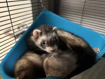 Rescue Ferret Ferrets for Adoption in Annapolis, Maryland - Raincoat (with Ponhco) | PetCurious