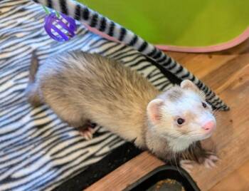 Rescue Ferret Ferrets for Adoption in Brandy Station, Virginia - Draco | PetCurious