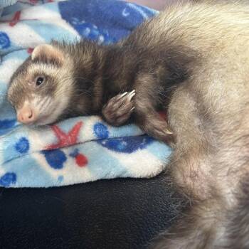 Rescue Ferret Ferrets for Adoption in Wichita, Kansas - Squiggle | PetCurious