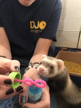 Rescue Ferret Ferrets for Adoption in Brandy Station, Virginia - Fern | PetCurious