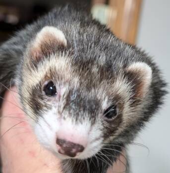Rescue Ferret Ferrets for Adoption in Carlton, Oregon - Gaia | PetCurious