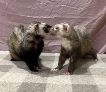 Rescue Ferret Ferrets for Adoption in Grand Rapids, Michigan - LinguineANDFettucine | PetCurious