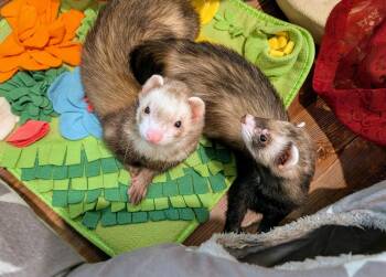 Rescue Ferret Ferrets for Adoption in Brandy Station, Virginia - Bandeta And Big Guy | PetCurious