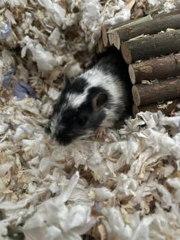 Rescue Gerbil Gerbils for Adoption in Pasco, Washington - Goose | PetCurious