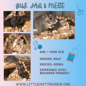 Rescue Gerbil Gerbils for Adoption in Eugene, Oregon - Gus, Jaq & Mert | PetCurious