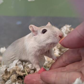 Rescue Gerbil Gerbils for Adoption in Hailey, Idaho - Galinda | PetCurious