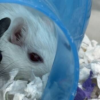 Rescue Gerbil Gerbils for Adoption in West Des Moines, Iowa - Pearl | PetCurious