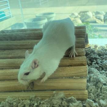 Rescue Gerbil Gerbils for Adoption in Lindon, Utah - Male Gerbil | PetCurious