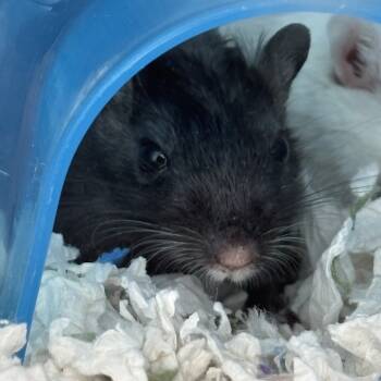 Rescue Gerbil Gerbils for Adoption in West Des Moines, Iowa - Amethyst | PetCurious