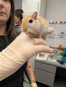 Rescue Gerbil Gerbils for Adoption in Montreal, Quebec - Jim | PetCurious