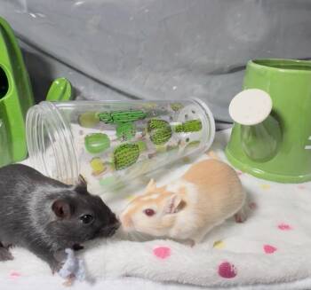 Rescue Gerbil Gerbils for Adoption in Grand Rapids, Michigan - Raven & Pigeon | PetCurious