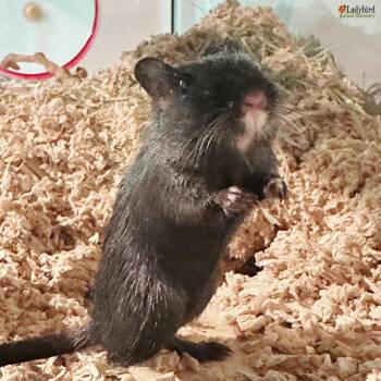 Rescue Gerbil Gerbils for Adoption in Hamilton, Ontario - Gemma | PetCurious