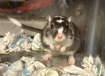 Rescue Gerbil Gerbils for Adoption in Paramus, New Jersey - Rockaway | PetCurious