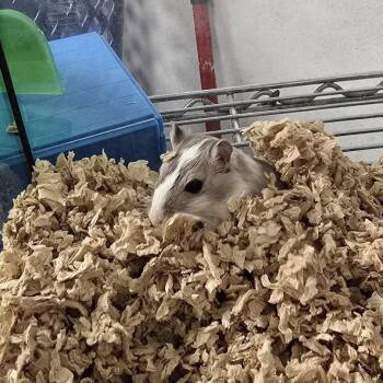 Rescue Gerbil Gerbils for Adoption in Evansville, Indiana - Sir Nibbles-a-Lot | PetCurious