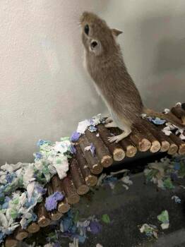 Rescue Gerbil Gerbils for Adoption in Aurora, Illinois - The Twins | PetCurious