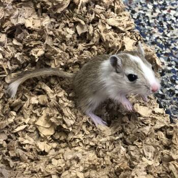 Rescue Gerbil Gerbils for Adoption in Fairport, New York - Jade | PetCurious