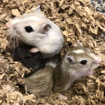 Rescue Gerbil Gerbils for Adoption in Fairport, New York - Ruby | PetCurious