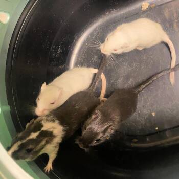 Rescue Gerbil Gerbils for Adoption in Lindon, Utah - Male Gerbils | PetCurious