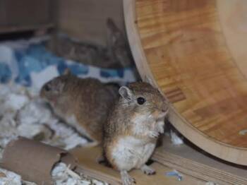 Rescue Gerbil Gerbils for Adoption in Auburn, Maine - Tarzan & Sansa | PetCurious