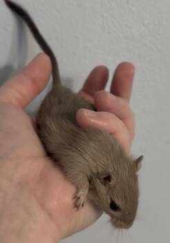Rescue Gerbil Gerbils for Adoption in St. Cloud, Florida - Male Baby Gerbils | PetCurious