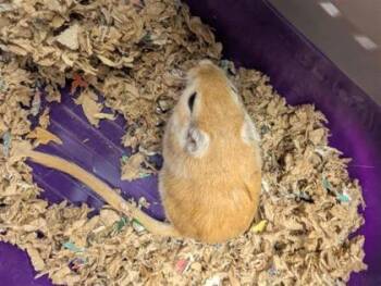 Rescue Gerbil Gerbils for Adoption in Montreal, Quebec - Dwight | PetCurious