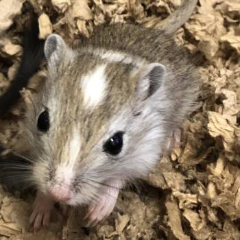 Rescue Gerbil Gerbils for Adoption in Fairport, New York - Pearl | PetCurious