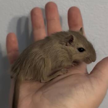 Rescue Gerbil Gerbils for Adoption in St. Cloud, Florida - Female Baby Gerbils | PetCurious